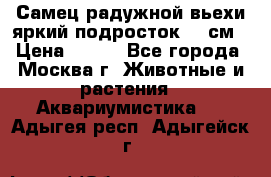 Самец радужной вьехи яркий подросток 15 см › Цена ­ 350 - Все города, Москва г. Животные и растения » Аквариумистика   . Адыгея респ.,Адыгейск г.